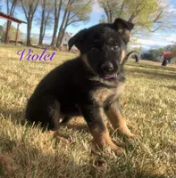 Sibling , a female German Shepherd Dog for sale in Alamosa, CO – 2 of 10