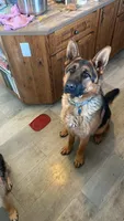 Sibling , a male German Shepherd Dog for sale in Alamosa, CO – Photo 6 of 8
