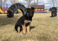 Sibling , a female German Shepherd Dog for sale in Alamosa, CO – 10 of 10