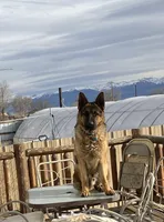 Sibling , a male German Shepherd Dog for sale in Alamosa, CO – Photo 3 of 8
