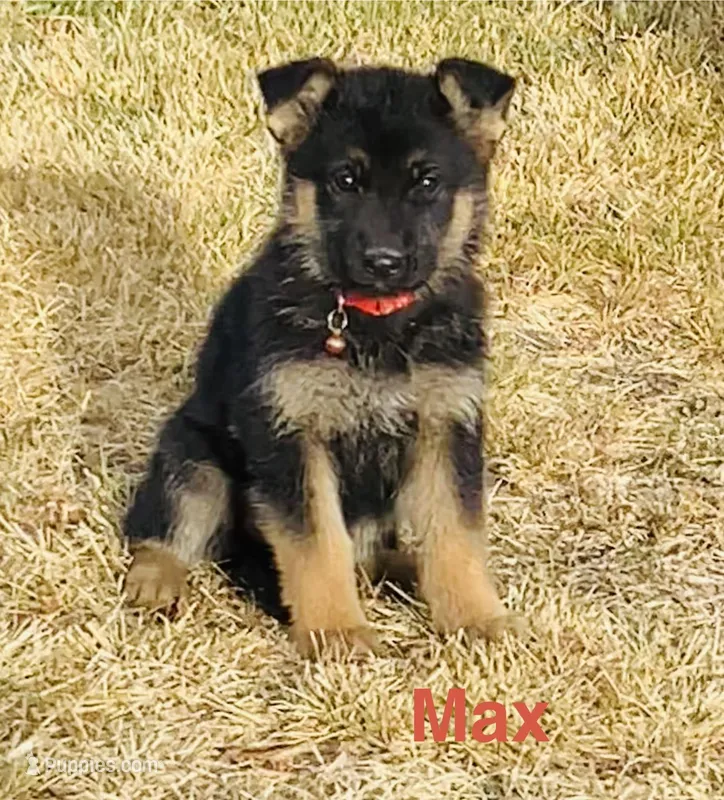Sibling  – German Shepherd Dog puppy for sale in Alamosa, CO