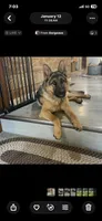 Sibling , a female German Shepherd Dog for sale in Alamosa, CO – 8 of 10