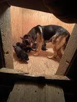 Sibling , a male German Shepherd Dog for sale in Alamosa, CO – Photo 7 of 8