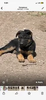 Sibling , a female German Shepherd Dog for sale in Alamosa, CO – 5 of 10