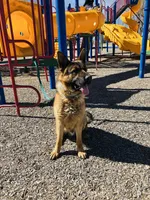 Sibling , a male German Shepherd Dog for sale in Alamosa, CO – Photo 8 of 8
