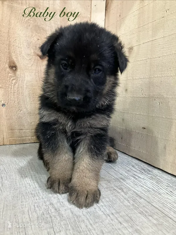 Sibling  – German Shepherd Dog puppy for sale in Alamosa, CO