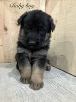 Sibling , a male German Shepherd Dog for sale in Alamosa, CO – Photo 1 of 8