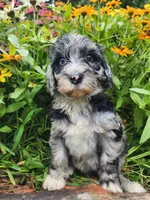 Cosmo, a male Sheepadoodle for sale in Broadview Heights, OH – 1 of 3