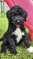 Stella, a female Sheepadoodle for sale in Broadview Heights, OH – 10 of 10