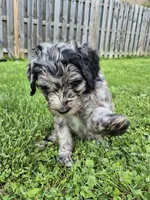 Artemis, a male Sheepadoodle for sale in Broadview Heights, OH – 4 of 5