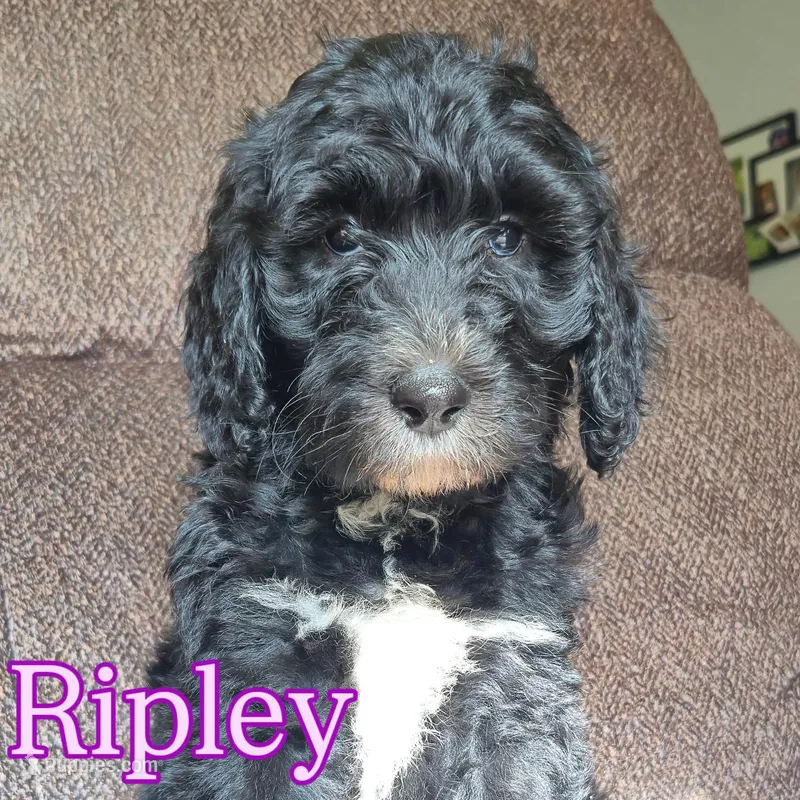 Ripley  – Sheepadoodle puppy for sale in Broadview Heights, OH