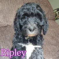 Ripley , a female Sheepadoodle for sale in Broadview Heights, OH – 1 of 4