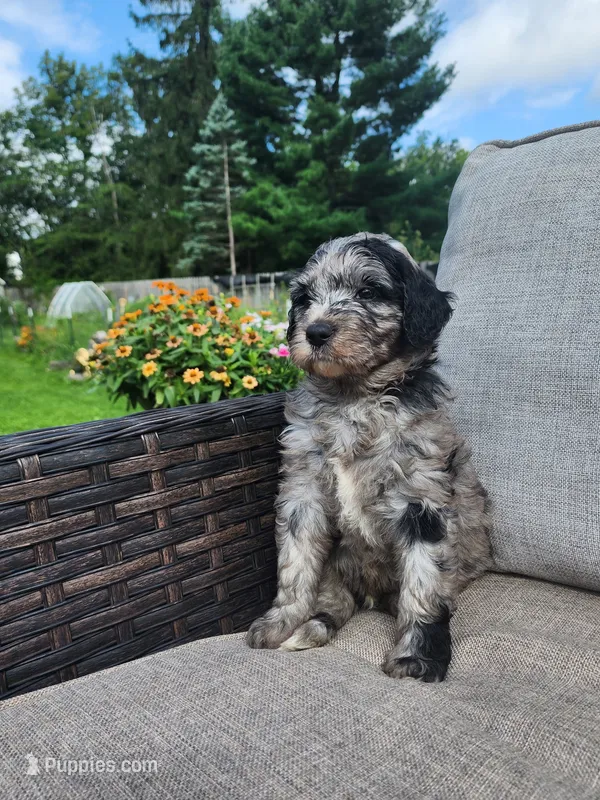 Artemis – Sheepadoodle puppy for sale in Broadview Heights, OH