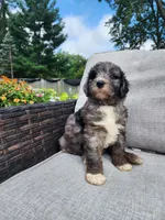 Comet, a male Sheepadoodle for sale in Broadview Heights, OH – 3 of 4