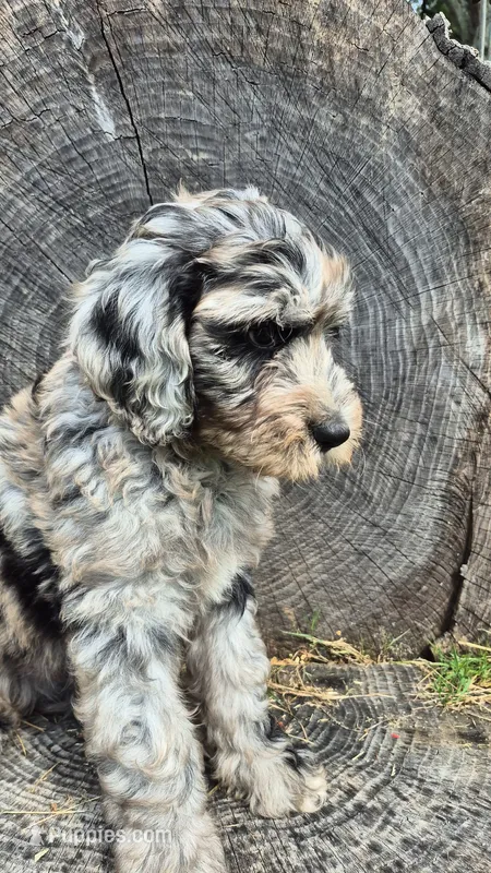 Artemis – Sheepadoodle puppy for sale in Broadview Heights, OH