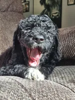 Cooper, a male Sheepadoodle for sale in Broadview Heights, OH – 2 of 3