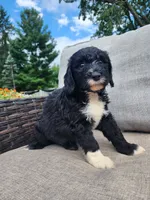 Rover, a male Sheepadoodle for sale in Broadview Heights, OH – 4 of 4
