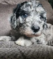 Grace, a female Sheepadoodle for sale in Broadview Heights, OH – 2 of 5