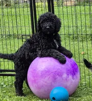 Apollo, a male Sheepadoodle for sale in Broadview Heights, OH – 9 of 10