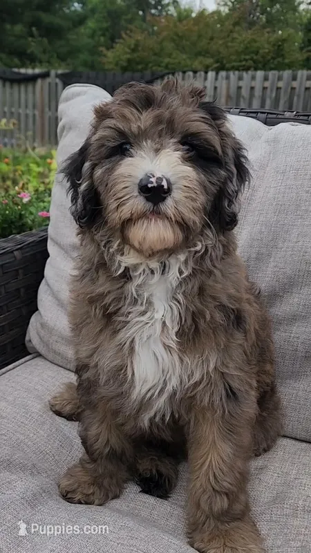 Rocky – Sheepadoodle puppy for sale in Broadview Heights, OH