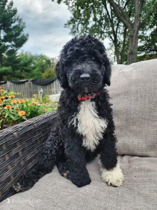 Stella – Sheepadoodle puppy for sale in Broadview Heights, OH