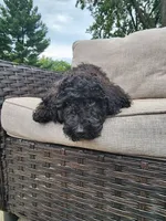 Apollo, a male Sheepadoodle for sale in Broadview Heights, OH – 2 of 10