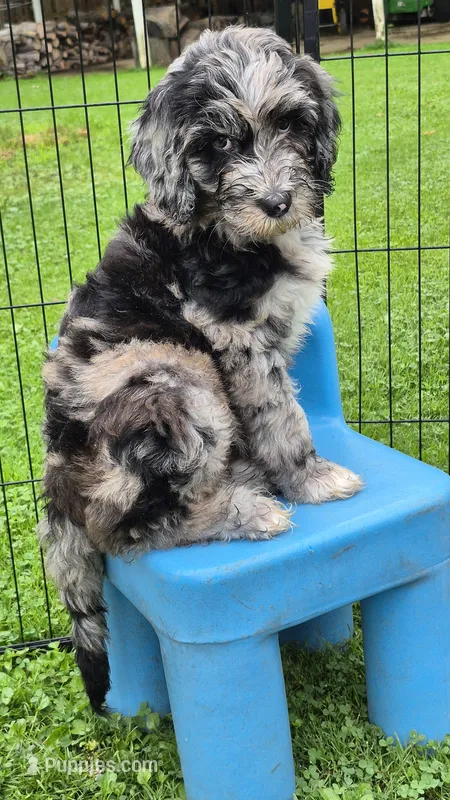 Cosmo – Sheepadoodle puppy for sale in Broadview Heights, OH