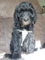Ripley , a female Sheepadoodle for sale in Broadview Heights, OH – 4 of 4