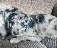 Grace, a female Sheepadoodle for sale in Broadview Heights, OH – 3 of 5