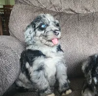 Cosmo, a male Sheepadoodle for sale in Broadview Heights, OH – 3 of 3