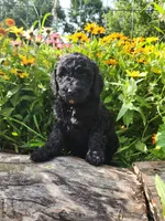 Apollo, a male Sheepadoodle for sale in Broadview Heights, OH – 2 of 3