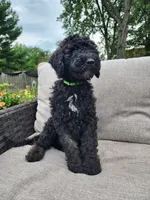 Apollo, a male Sheepadoodle for sale in Broadview Heights, OH – 3 of 10