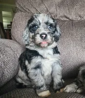 Cosmo, a male Sheepadoodle for sale in Broadview Heights, OH – 2 of 3