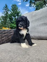 Rover, a male Sheepadoodle for sale in Broadview Heights, OH – 3 of 4