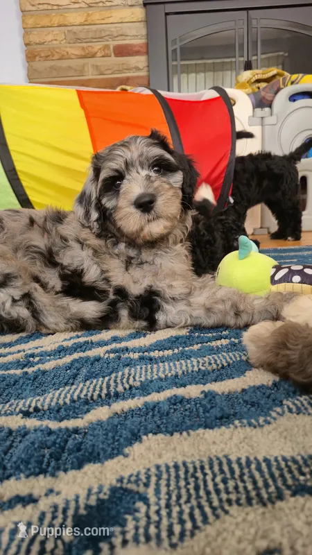 Artemis – Sheepadoodle puppy for sale in Broadview Heights, OH