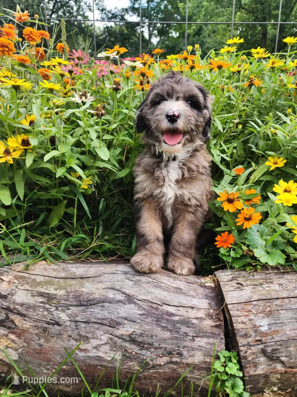 Rocky – Sheepadoodle puppy for sale in Broadview Heights, OH