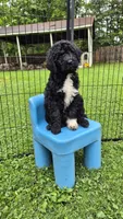 Stella, a female Sheepadoodle for sale in Broadview Heights, OH – 5 of 10