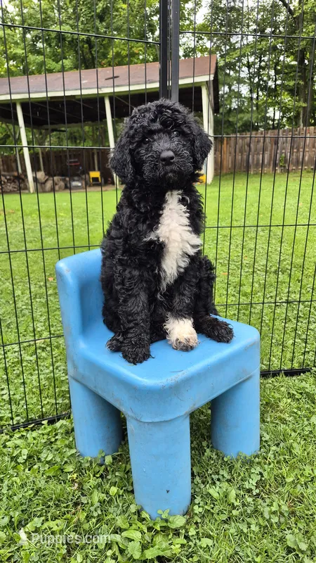 Stella – Sheepadoodle puppy for sale in Broadview Heights, OH