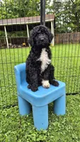 Stella, a female Sheepadoodle for sale in Broadview Heights, OH – 3 of 10