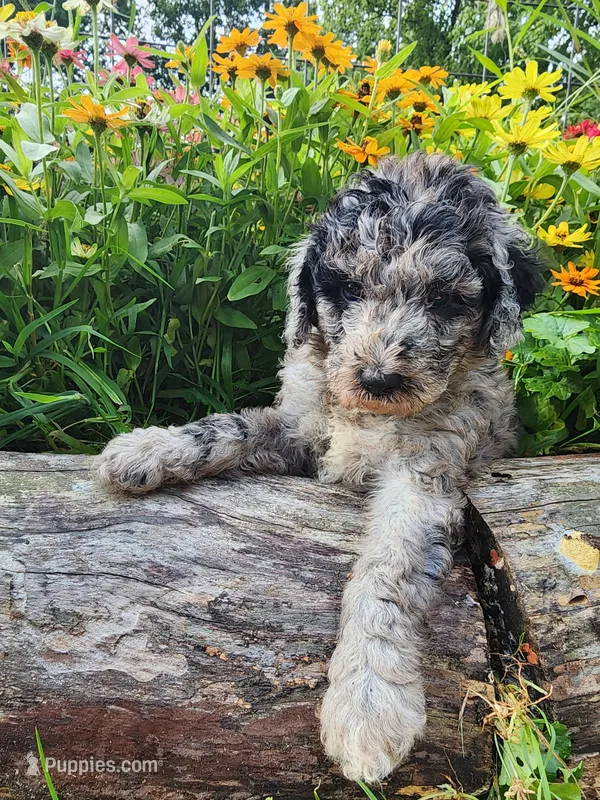 Grace – Sheepadoodle puppy for sale in Broadview Heights, OH