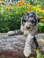 Grace, a female Sheepadoodle for sale in Broadview Heights, OH – 1 of 5