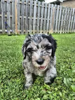 Artemis, a male Sheepadoodle for sale in Broadview Heights, OH – 3 of 5