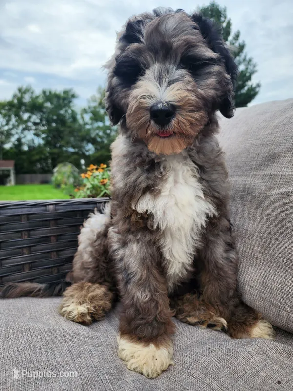 Comet – Sheepadoodle puppy for sale in Broadview Heights, OH