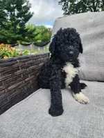 Stella, a female Sheepadoodle for sale in Broadview Heights, OH – 2 of 2