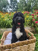Stella, a female Sheepadoodle for sale in Broadview Heights, OH – 2 of 10