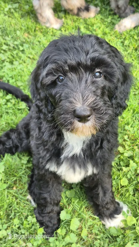 Ripley  – Sheepadoodle puppy for sale in Broadview Heights, OH