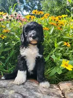 Rover, a male Sheepadoodle for sale in Broadview Heights, OH – 2 of 4