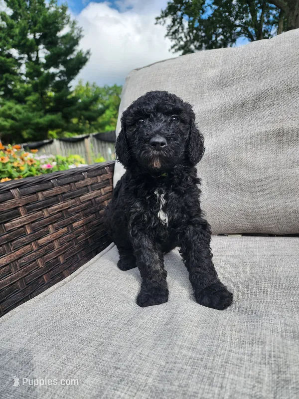 Apollo – Sheepadoodle puppy for sale in Broadview Heights, OH