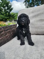 Apollo, a male Sheepadoodle for sale in Broadview Heights, OH – 1 of 3