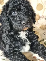 Cooper, a male Sheepadoodle for sale in Broadview Heights, OH – 3 of 3